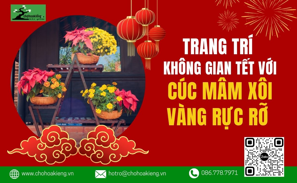 Cùng Trang Trí Không Gian Tết Với Cúc Mâm Xôi Rực Rỡ – Bí Quyết Trang Trí Không Gian Tết Đẹp Mắt Và May Mắn - Chợ Hoa Kiểng