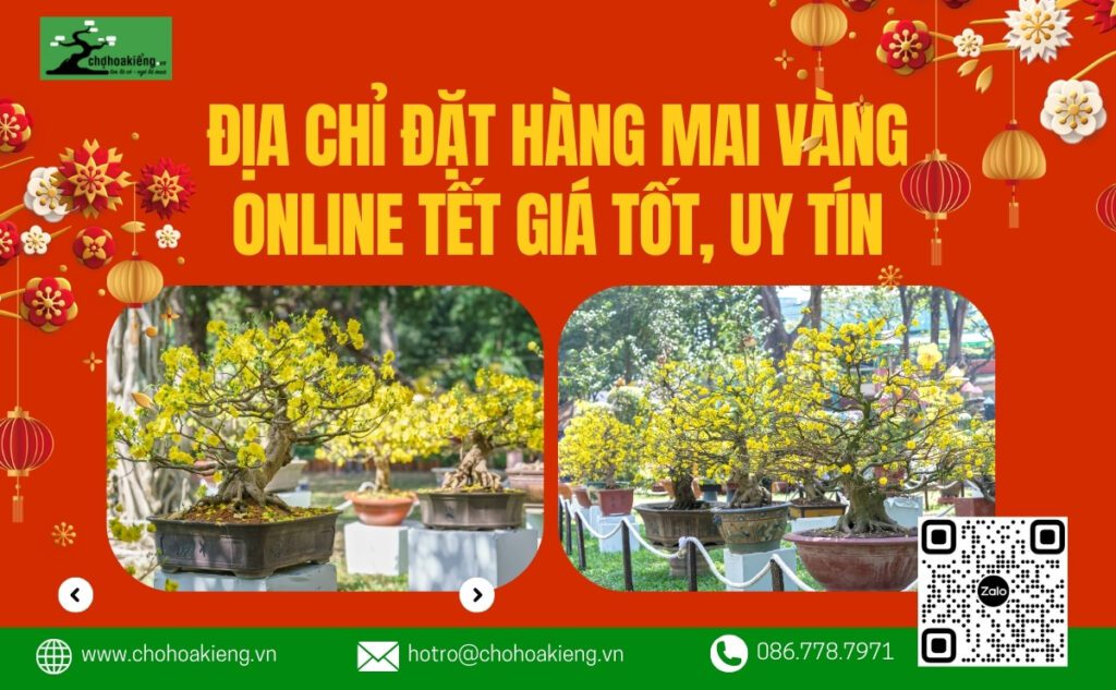 Đặt Hàng Mai Vàng Online Tết, Giá Tốt, Uy Tín, Miễn Phí Vận Chuyển, Đủ Loại - Chợ Hoa Kiểng
