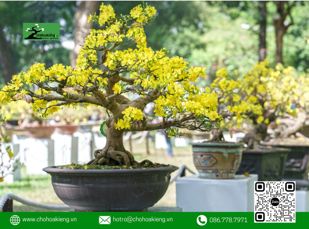 Giá Bán Mai Vàng Tùy Thuộc Vào Nhiều Yếu Tố Như Dáng Mai, Thế Mai, Kích Thước, Cũng Như Độ Tuổi Của Cây