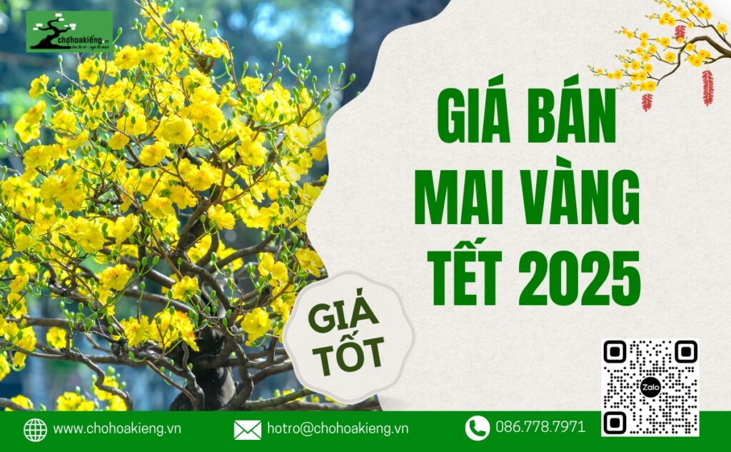 Giá Bán Mai Vàng 2025, Định Giá Cây Mai Vàng Chính Xác - Đủ Kiểu Dáng, Kích Cỡ, Sỉ Lẻ Toàn Quốc - Chợ Hoa Kiểng