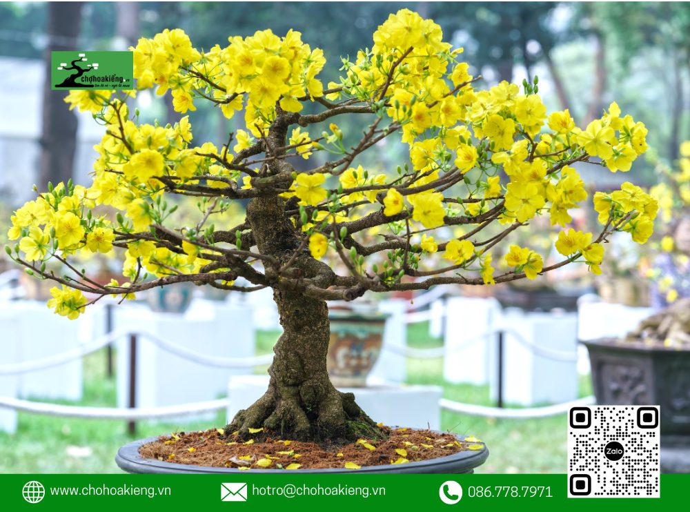 Thân Cây Là Yếu Tố Phản Ánh Rõ Nét Nhất Hình Dáng Của Mỗi Cây Mai.