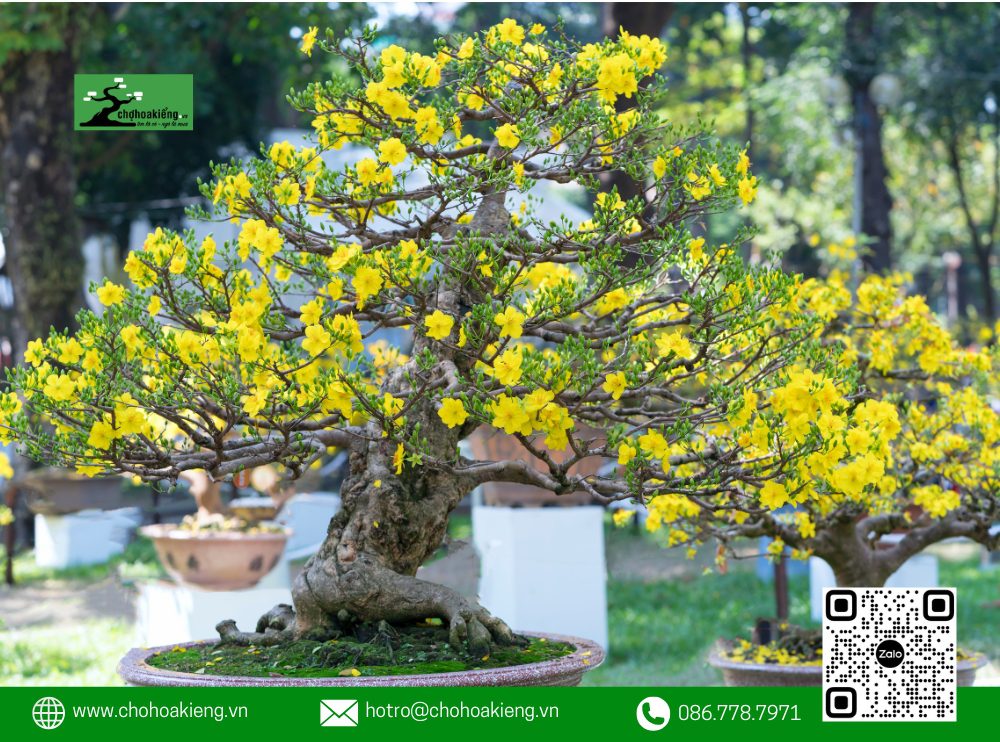 Để Chọn Được Một Cây Mai Đẹp, Tiêu Chí Đầu Tiên Là Cây Mai Phải Là Cây Lâu Năm, Cây Mai Già, Với Phần Rễ Nổi Lên Phía Trên Mặt Đất