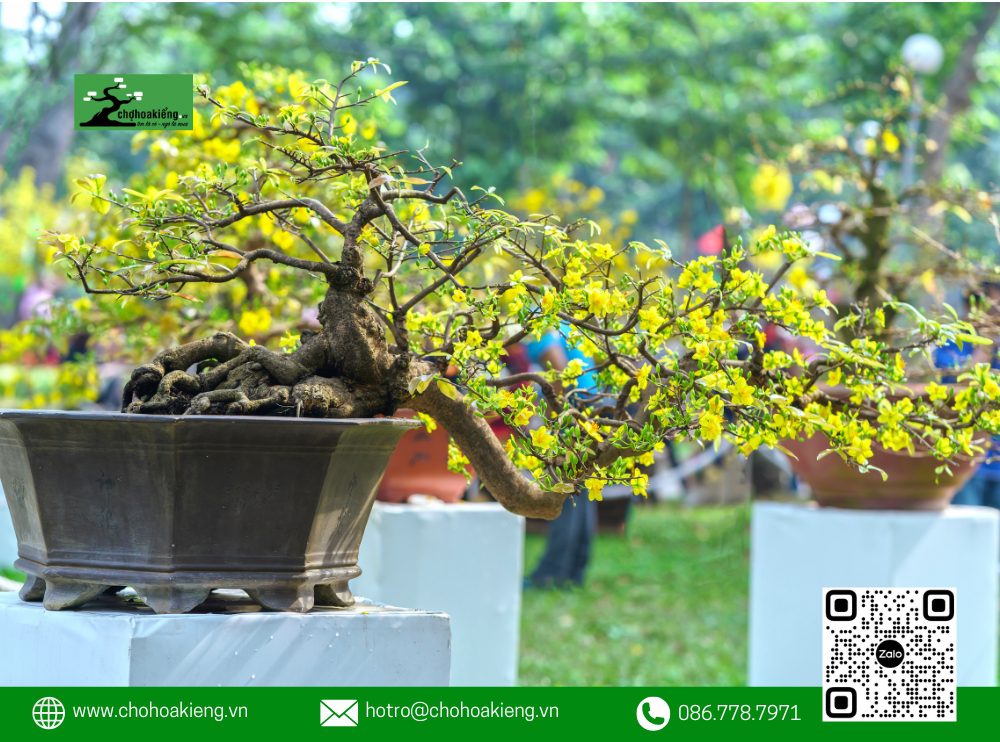 Thế Cây Mai Không Chỉ Thể Hiện Sự Khéo Léo Và Tài Hoa Của Người Nghệ Nhân Trong Làng Mai Vàng