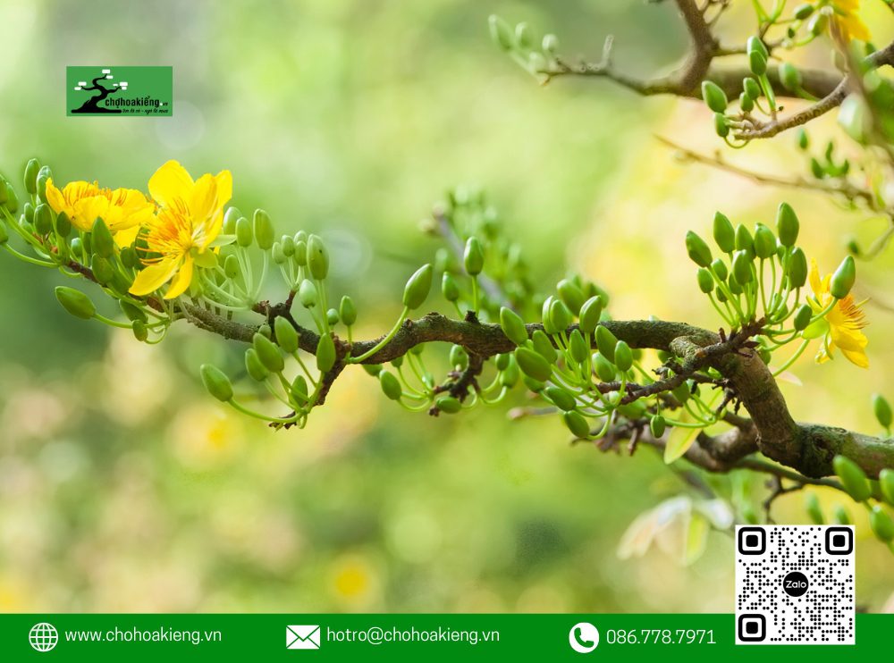 Các Nụ Hoa Cần Nở Đều, Không Quá Xanh Hay Mới Nhú, Nên Chọn Những Nụ Có Độ Bụ Bẫm Để Hoa Có Thể Nở Đúng Vào Dịp Tết