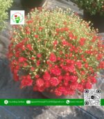 Hoa Cúc Mâm Xôi Hàn Quốc Đỏ/Hồng (1 Cặp) - Hoa Kiểng Cái Mơn