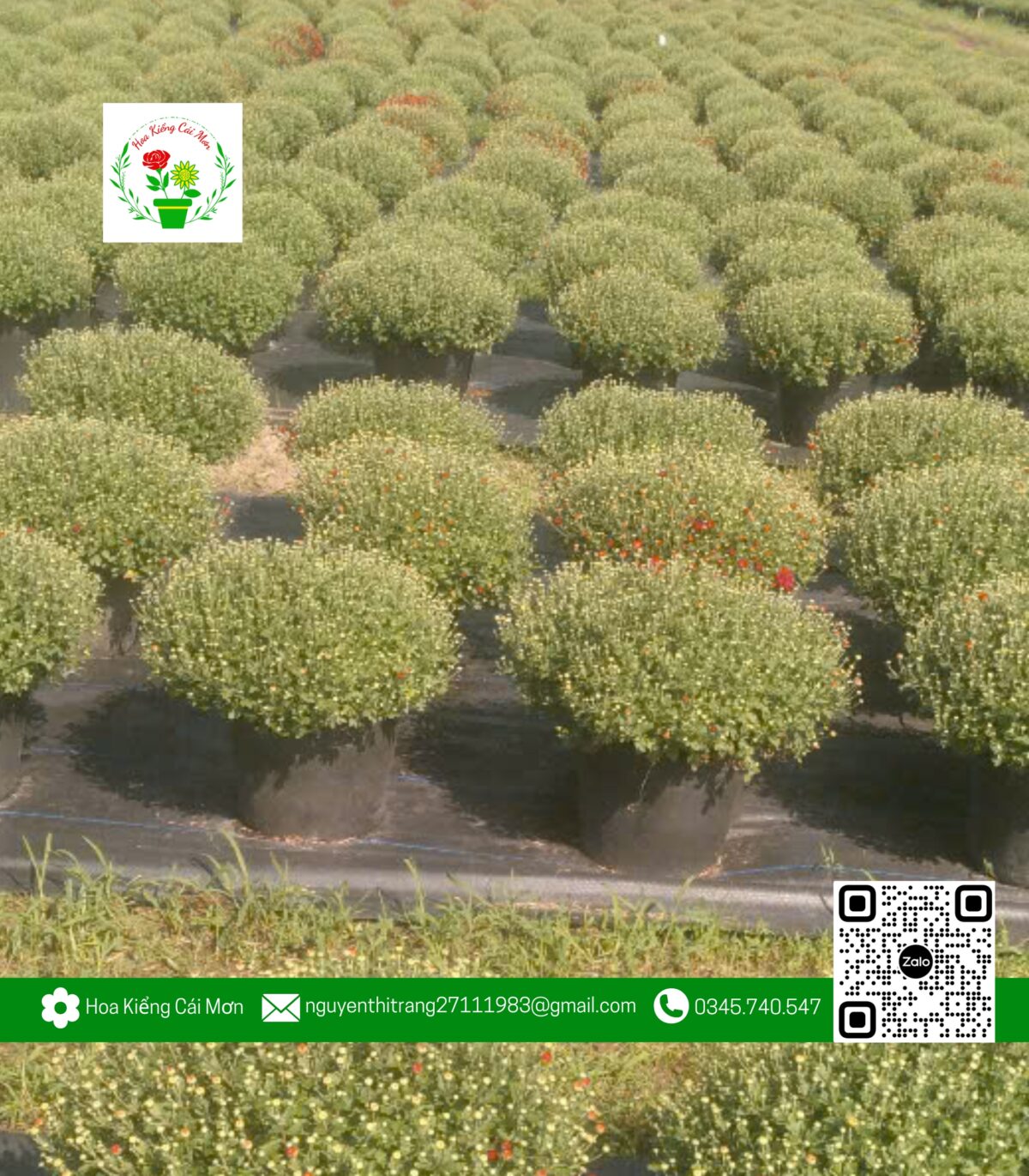 Hoa Cúc Mâm Xôi Hàn Quốc Đỏ/Hồng (1 Cặp) - Hoa Kiểng Cái Mơn 1