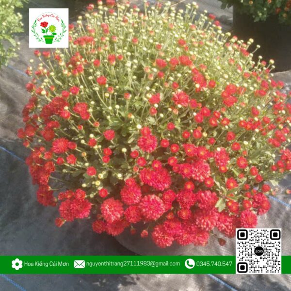 Hoa Cúc Mâm Xôi Hàn Quốc Đỏ/Hồng (1 Cặp) - Hoa Kiểng Cái Mơn