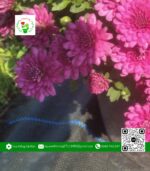 Hoa Cúc Mâm Xôi Hàn Quốc Hồng (1 Cặp) - Hoa Kiểng Cái Mơ2