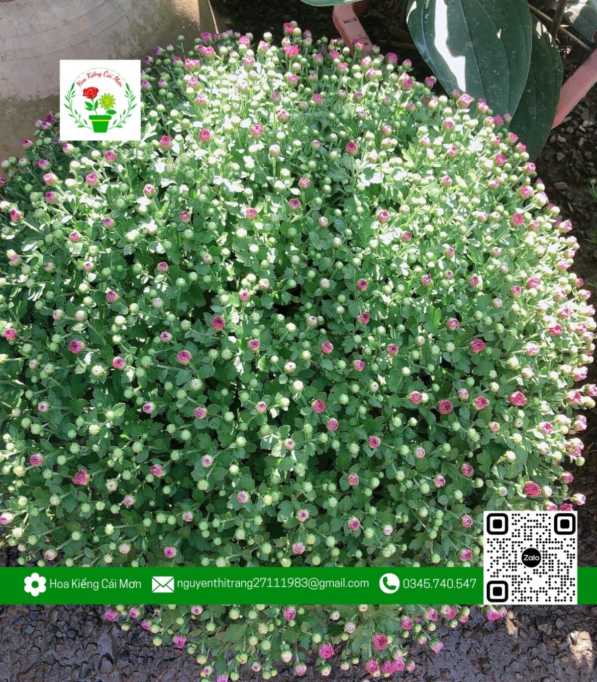 Hoa Cúc Mâm Xôi Hàn Quốc Hồng (1 Cặp) - Hoa Kiểng Cái Mơ 5