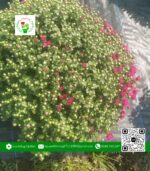 Hoa Cúc Mâm Xôi Hàn Quốc Hồng (1 Cặp) - Hoa Kiểng Cái Mơ 7