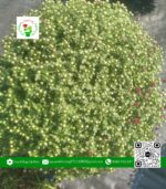 Hoa Cúc Mâm Xôi Hàn Quốc Hồng (1 Cặp) - Hoa Kiểng Cái Mơ 8