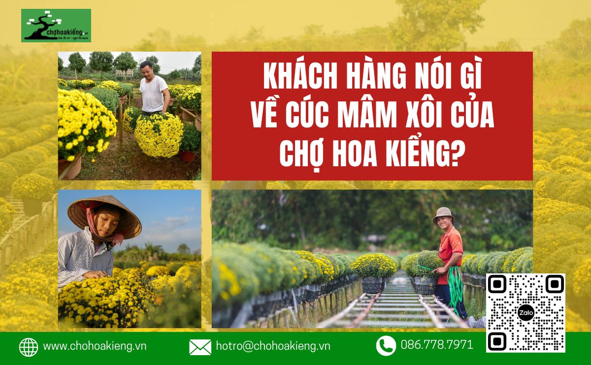 Khách Hàng Nói Gì Về Cúc Mâm Xôi Của Chợ Hoa Kiểng? Đánh Giá Cúc Mâm Xôi Tại Chợ Hoa Kiểng - Chợ Hoa Kiểng