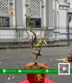 Mai Vàng Mini Chậu 2 - Vườn Mai Hoài Vũ 1