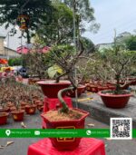 Mai Vàng Mini Chậu 2 - Vườn Mai Hoài Vũ