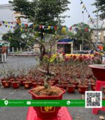 Mai Vàng Mini Chậu 2 - Vườn Mai Hoài Vũ 2