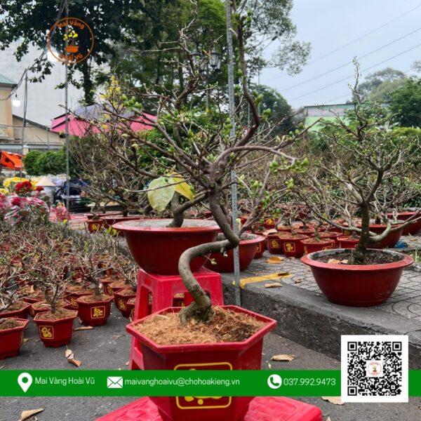 Mai Vàng Mini Chậu 2 - Vườn Mai Hoài Vũ