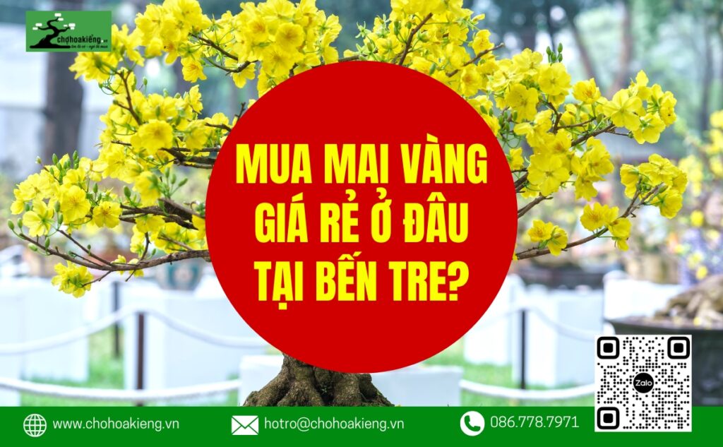 Mua Mai Vàng Giá Rẻ Ở Đâu Tại Bến Tre Đẹp, Đủ Kích Cỡ, Đủ Kiểu, Uy Tín Nhất - Chợ Hoa Kiểng