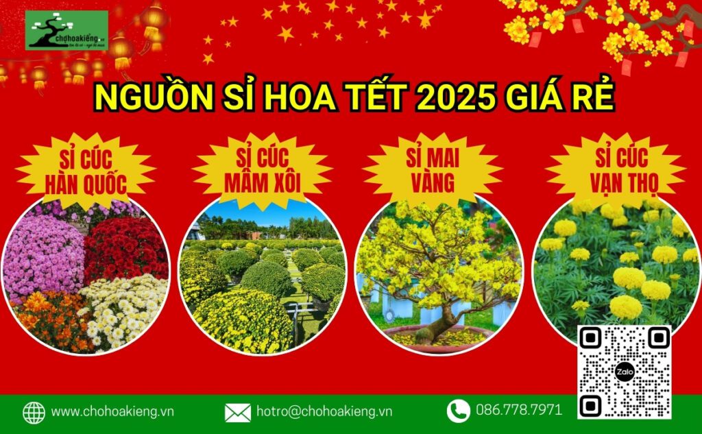 Nguồn Sỉ Cúc Mâm Xôi, Sỉ Mai Vàng, Sỉ Cúc Vạn Thọ Tết Giá Siêu Rẻ, Mua Càng Nhiều Giá Càng Tốt, Giao Hàng Toàn Quốc - Chợ Hoa Kiểng 5