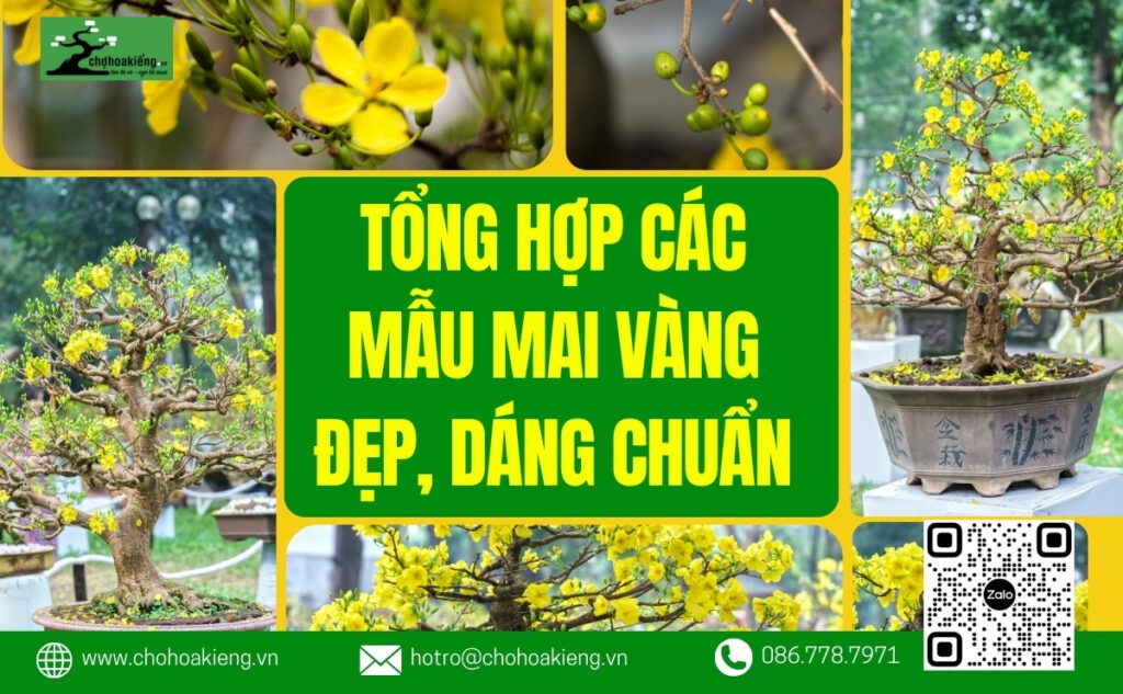 Tổng Hợp Các Mẫu Mai Vàng Đẹp, Dáng Chuẩn Nên Mua Để Chưng Tết 2025 - Chợ Hoa Kiểng