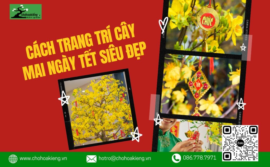 Top 10+ Cách Trang Trí Cây Mai Ngày Tết Siêu Đẹp, Cực Ấn Tượng - Chợ Hoa Kiểng