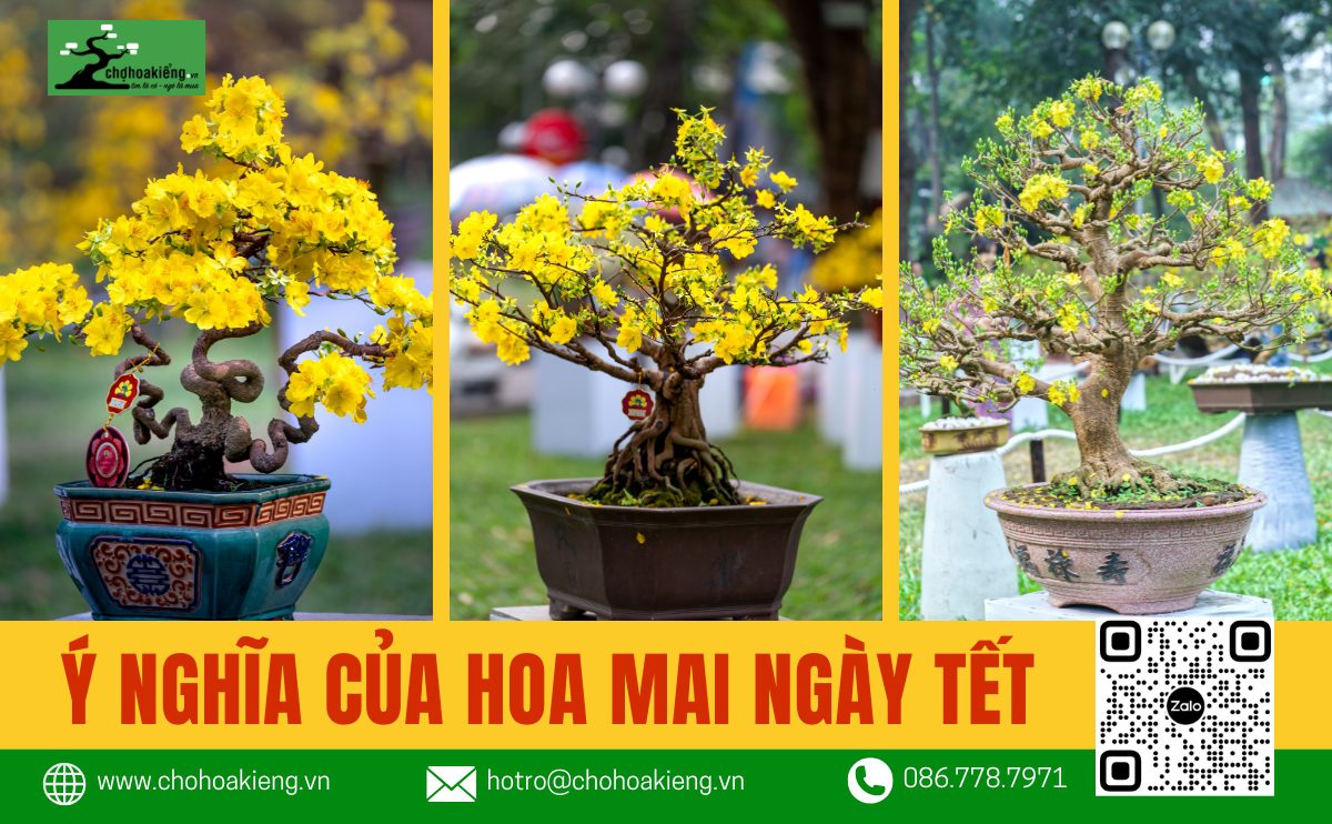 Ý Nghĩa Của Hoa Mai Ngày Tết: Biểu Tượng Cho Sự Phú Quý, Tốt Lành - Chợ Hoa Kiểng