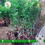 Cây Giống Cam Sành | Hoa Kiểng Cái Mơn