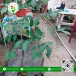 Cây Giống Chôm Chôm Thái | Hoa Kiểng Cái Mơn