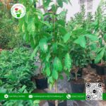 Cây Giống Dâu Xanh Loại Lớn | Hoa Kiểng Cái Mơn
