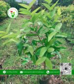 Cây Giống Mận An Phước Nuôi Thùng | Hoa Kiểng Cái Mơn 1