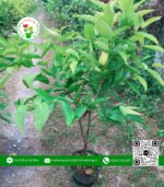 Cây Giống Mận An Phước Nuôi Thùng | Hoa Kiểng Cái Mơn