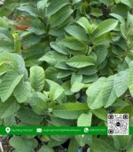 Cây Giống Na Thái Nuôi - Cây Giống Chợ Lách 1