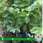 Cây Giống Na Thái Nuôi - Cây Giống Chợ Lách