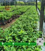 Cây Giống Na Thái Nuôi - Cây Giống Chợ Lách 2