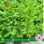 Cây Giống Na Thực Sinh - Cây Giống Chợ Lách