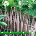 Cây Giống Sake | Hoa Kiểng Cái Mơn