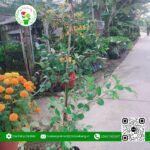 Cây Giống Táo Thái Loại Lớn | Hoa Kiểng Cái Mơn
