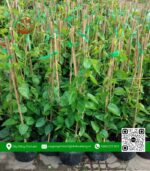 Cây Giống Thiên Lý - Cửa Hàng Cây Giống Chợ Lách 1