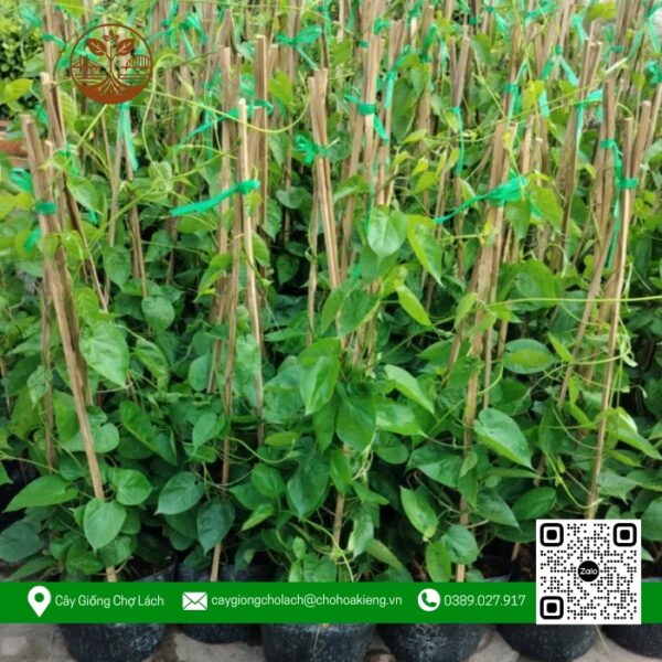 Cây Giống Thiên Lý - Cửa Hàng Cây Giống Chợ Lách 1