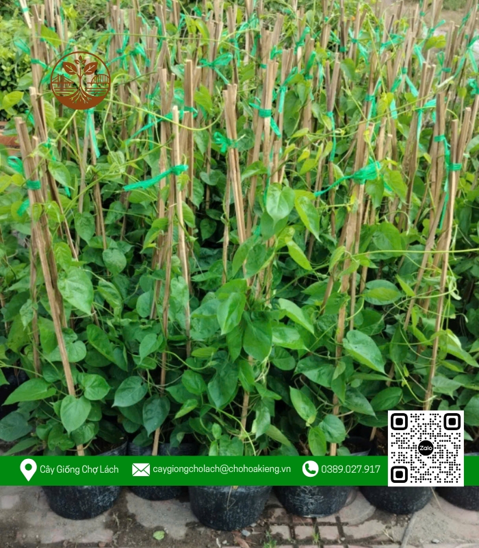 Cây Giống Thiên Lý - Cửa Hàng Cây Giống Chợ Lách 1 Cây Giống Thiên Lý - Cửa Hàng Cây Giống Chợ Lách 1