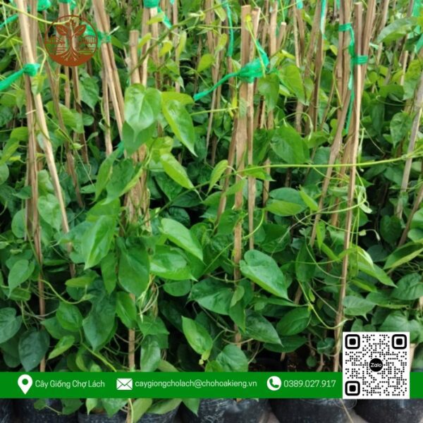 Cây Giống Thiên Lý - Cửa Hàng Cây Giống Chợ Lách 2