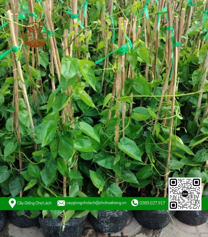 Cây Giống Thiên Lý - Cửa Hàng Cây Giống Chợ Lách 2 Cây Giống Thiên Lý - Cửa Hàng Cây Giống Chợ Lách 2