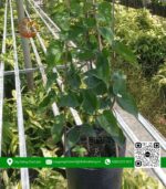 Cây Giống Thiên Lý - Cửa Hàng Cây Giống Chợ Lách 3