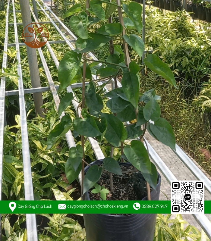 Cây Giống Thiên Lý - Cửa Hàng Cây Giống Chợ Lách 3 Cây Giống Thiên Lý - Cửa Hàng Cây Giống Chợ Lách 3