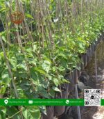Cây Giống Thiên Lý - Cửa Hàng Cây Giống Chợ Lách 4