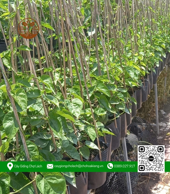 Cây Giống Thiên Lý - Cửa Hàng Cây Giống Chợ Lách 4 Cây Giống Thiên Lý - Cửa Hàng Cây Giống Chợ Lách 4