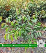Cây Giống Vú Sữa Lò Rèn (Hàng Lở) - Cửa Hàng Cây Giống Chợ Lách 1