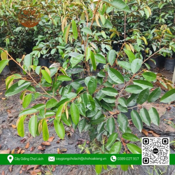 Cây Giống Vú Sữa Lò Rèn (Hàng Lở) - Cửa Hàng Cây Giống Chợ Lách 1