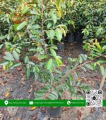 Cây Giống Vú Sữa Lò Rèn (Hàng Lở) - Cửa Hàng Cây Giống Chợ Lách 2