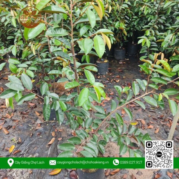 Cây Giống Vú Sữa Lò Rèn (Hàng Lở) - Cửa Hàng Cây Giống Chợ Lách 2