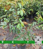Cây Giống Vú Sữa Lò Rèn (Hàng Lở) - Cửa Hàng Cây Giống Chợ Lách 3
